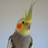 cockatiel